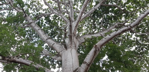 Tree with many branches.