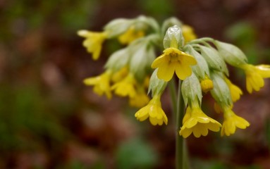 yellow flower in the garden primula
