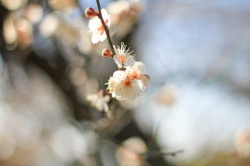水戸偕楽園の梅