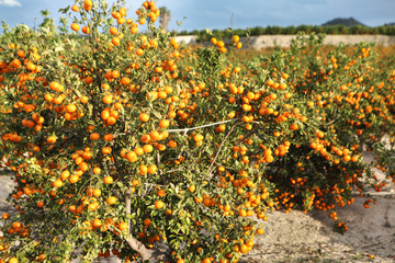 Oranges growing on a tree. Orange garden. Sunny day. Valencia, Spain