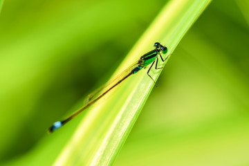 Close-up to the color and beauty of the green dragonfly perched on the leaves in the garden.