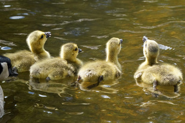 Canada Geese family, parents and young in nature reserve
