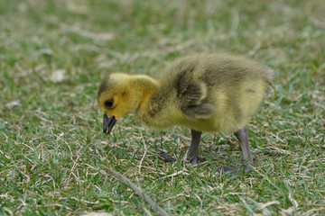 Canada Geese chicks grazing on grass or with parents
