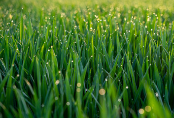 Fototapeta na wymiar Morning dew drops in the grass