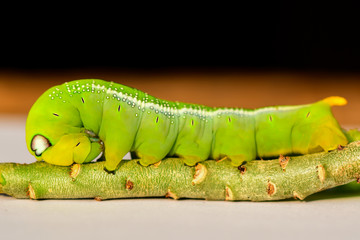 Close up large green caterpillar on a branch Looking for leaves to eat in the garden.