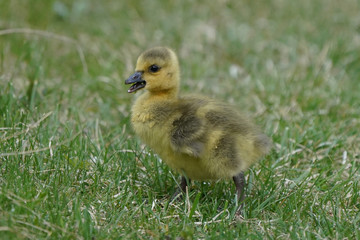 Canada Geese chicks grazing on grass or with parents
