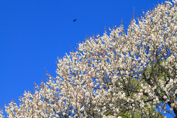 水戸偕楽園の梅