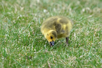 Canada Geese chicks grazing on grass or with parents
