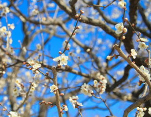 水戸偕楽園の梅