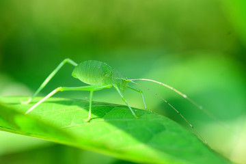 Close up green grasshopper to see the color and beauty of animals in nature.