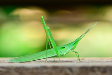 Close up green grasshopper to see the color and beauty of animals in nature.