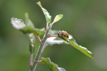 Asiatischer Marienkäfer auf einem Blatt im Regen