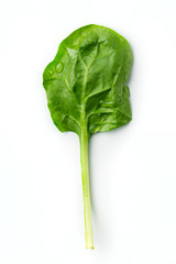 spinach leaf on white