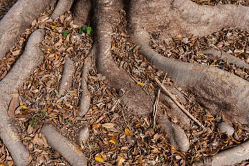 dry autumn leaves fallen to the ground.