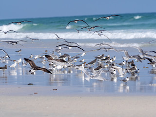 On the sea coast of southern Oman are large flocks of various species of water birds
