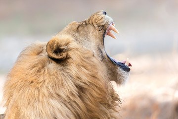 Fototapeta premium Male Lion Yawning