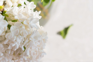 White lilac closeup. Rustic spring background