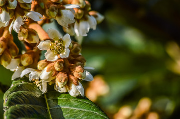 Loquat tree (Eriobotrya japonica) tree flowers blooming in autumn close up.