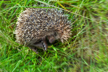 Baby hedgehog is hiding in the grass.