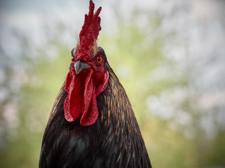 Beautiful rooster on nature background.