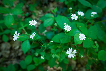 white flowers