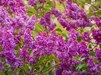 Obraz premium Branch of blossoming lilac in a spring garden.