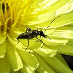 green bug on a leaf