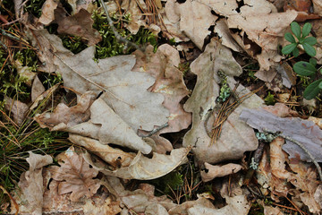 Forest floor in spring. Fallen oak leaves carpeting the forest floor.