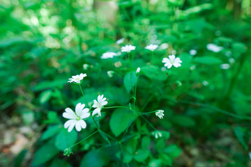 white flowers