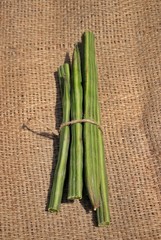 Horseradish, Moringa Oleifera or Drumstick Pods on Burlap Background in Vertical Orientation