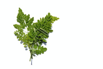 Moringa Oleifera, Horseradish or Drumstick Pods and Leaves Isolated on White Background with Copy Space in Horizontal Orientation