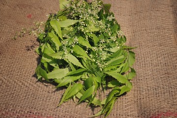 Neem Flowers and Leaves or Azadirachta Indica on Burlap Background