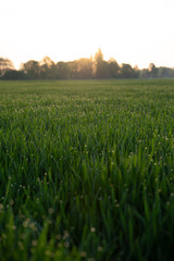 Fototapeta na wymiar sunrise with morning green grass with dew drops