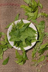Neem Leaves or Azadirachta Indica Leaves on Burlap Background in Vertical Orientation