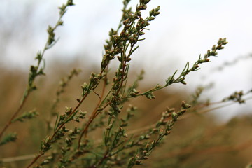 Beautiful, wind-bent grass in the field