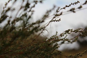 Beautiful, wind-bent grass in the field