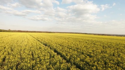Creative aerial shot of canola rapeseed flower blooming in farmland at sunset. Fpv drone proximity flying authentic shot. - Powered by Adobe