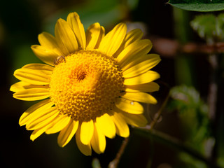 il piccolo ragno che si nasconde