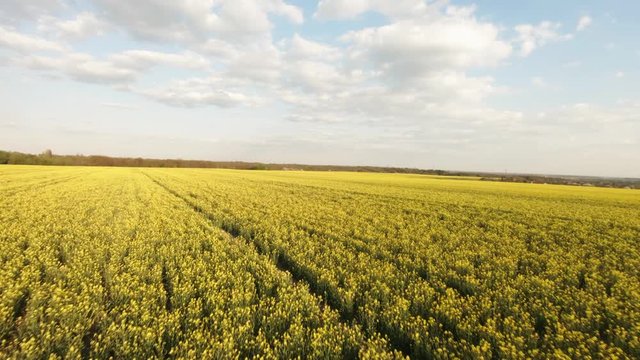 Creative aerial shot of canola rapeseed flower blooming in farmland at sunset. Fpv drone proximity flying authentic shot.