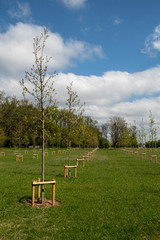 Young trees in the park