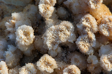 Detail of crystals in Dallol, Danakil desert
