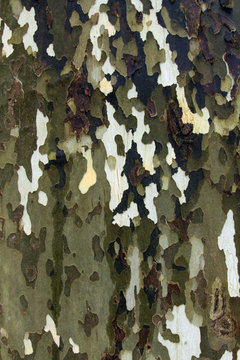 Sycamore bark on tree trunk texture