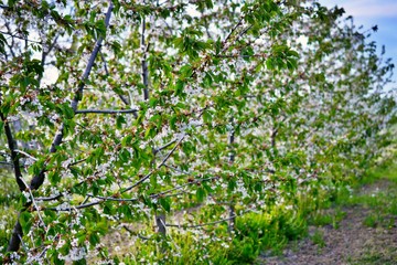 Fototapeta na wymiar blooming cherry orchard in spring
