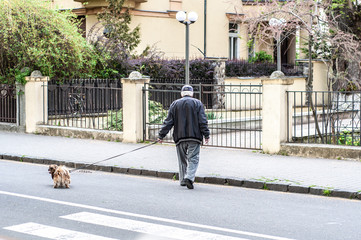 Elderly grandfather walking a Pekingese dog on a leash alone in an empty city. Danger of infection with coronavirus covid-19. Quarantine Spring flowering. To point with a finger. Old man backs