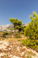 Fototapeta premium Makarska in Dalmatia, Croatia. View from the peninsula on a sunny day in summer with a blue sky. Rough nature, greenery, trees and rocks and the famous Biokovo mountain. Mediterranean coast vertical