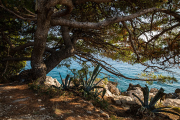 Makarska in Dalmatia, Croatia. View from the peninsula on a sunny day in summer. Rough nature, greenery, pine trees, rocks, agaves and the clear blue sea water at the Mediterranean coast