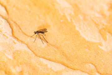 Mosquito perched on the wall of an urban garden near water tanks on a bright spring day