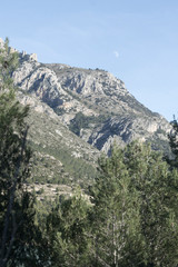 Mountain landscape with a forest in a sunny day