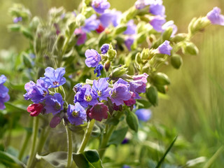Obraz premium Flowers lungwort in the forest.