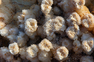Detail of crystals in Dallol, Danakil desert